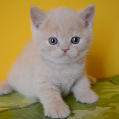 Кремовый котёнок британец, фото