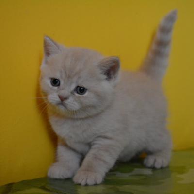 Кремовый британский котёнок, фото