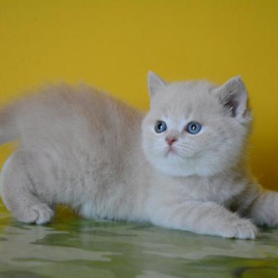Фото британской бежевой кошки-британской породы