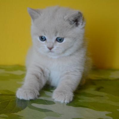 Британский кремовый котёнок , фото