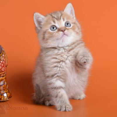 фото шоколадного табби окраса британских котят