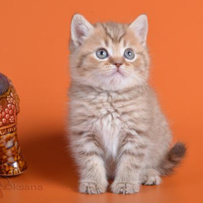 фото шоколадного котёнка рисованного окраса