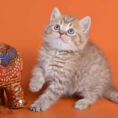Фото шоколадного пятнистого британского котёнка