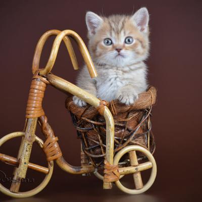 фото британского котёнка рисованного шоколадного окраса