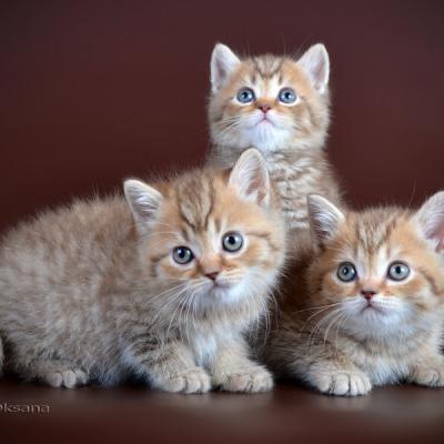 Шоколадный пятнистый окрас британских котят, фото