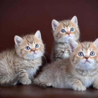 Шоколадные пятнистые котята из питомника кошек в Минске