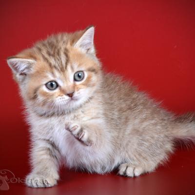 Красивый британский котик шоколадного пятнистого цвета