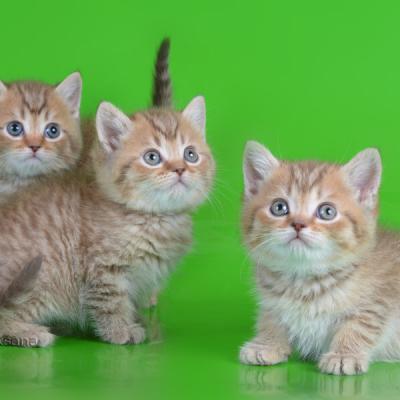 Фото шоколадных британских котят-котиков