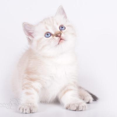 Британский голубоглазый котёнок окраса пойнт , фото