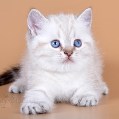 Британский котёнок пойнт окраса с голубыми глазами, фото