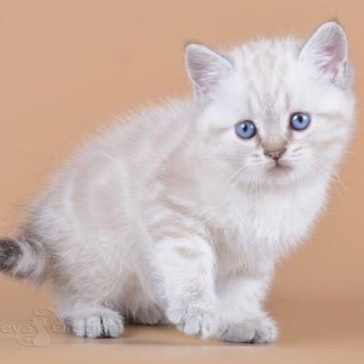 Британский короткошерстный котёнок с голубыми глазами, фото