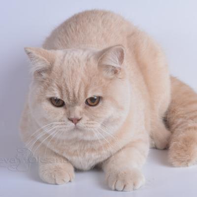 Фото британской кошки кремового окраса