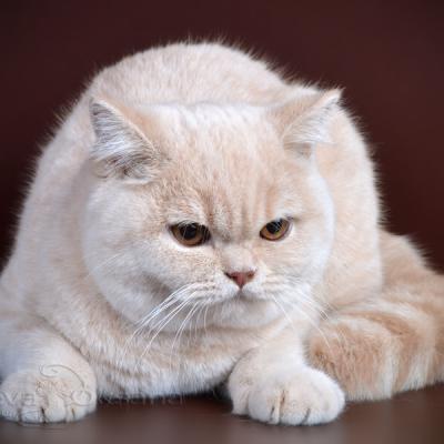 Фото нежного кремового окрас британских котят