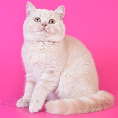 Фото британского котёнка кремового окраса, Куплю британского кремового котёнка кошку в питомнике Минска