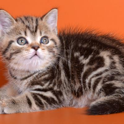 Британский котёнок шоколадного мраморного окраса, фото