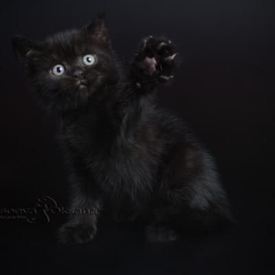 Фото британского котёнка чёрного окраса