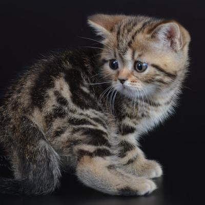 Шоколадный мраморный британский котёнок, фото