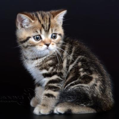 Британский мраморный кот, куплю мраморного котёнка в питомнике