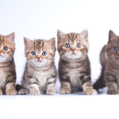 Британские шоколадные мраморные котята фото, фото шоколадных британских котят 