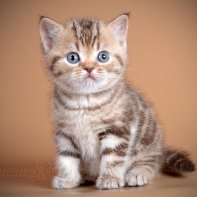 фото шоколадного мраморного окраса британских котят,