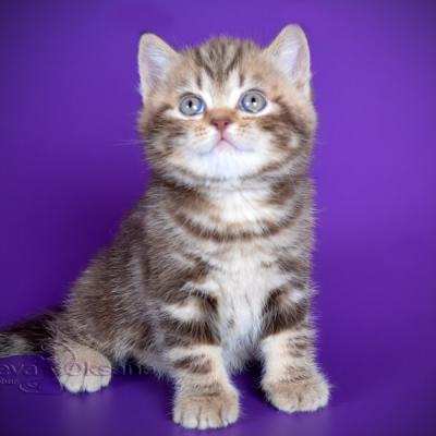Британский короткошерстный котёнок шоколадного мраморного окраса, фото
