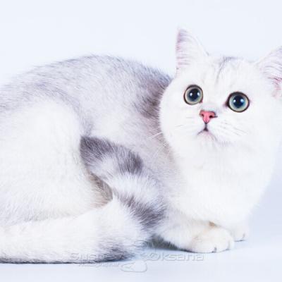 Серебристый затушёванный окрас британских кошек, купить серебристого британского котёнка