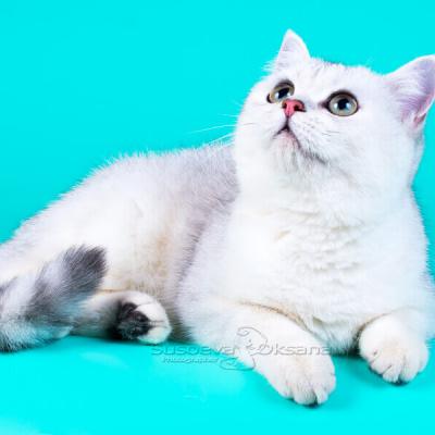 Фото серебристой британской кошки