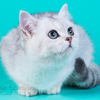 Британская кошка серебристого окраса, фото