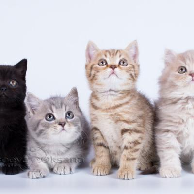 фото британских котят однотонного и пятнистого окраса фото