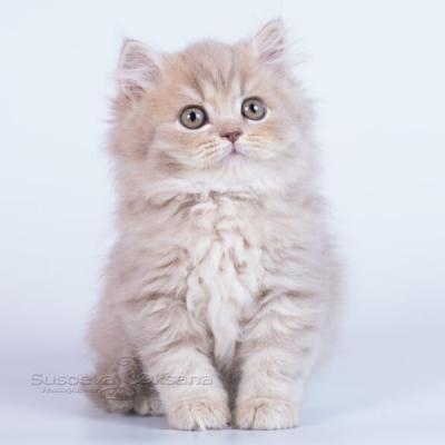 ДШ британский котёнок лилового цвета фото