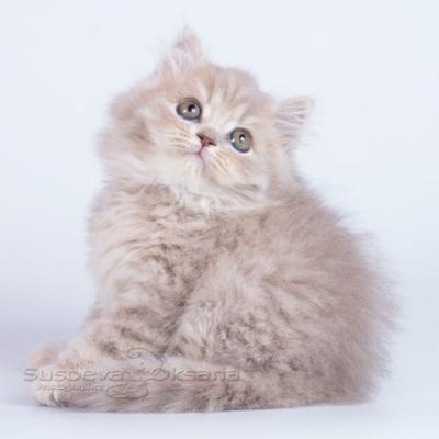 Лиловый длинношерстный британский котёнок фото
