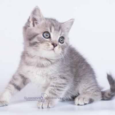Фото голубого пятнистого британского котёнка