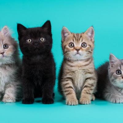 Фото красивых разноцветных британских котят 