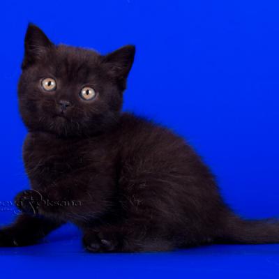 Чёрный британский котёнок фото