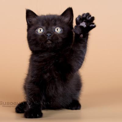 Фото чёрного британского котёнка