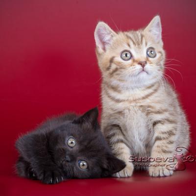 Чёрный однотонный и шоколадный пятнистый окрасы британских котят фото