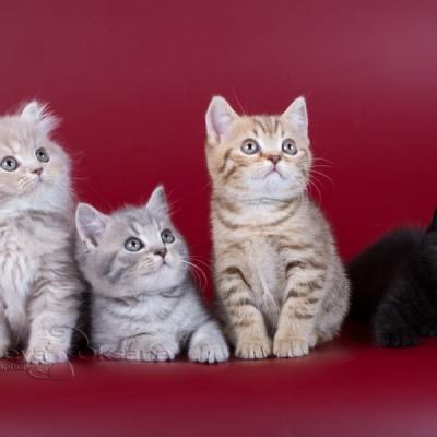 Британские котята окраса табби и однотонного  фото