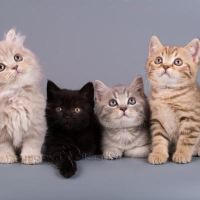 Британские котята однотонных и рисованных окрасов фото