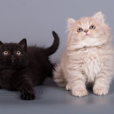 Фото однотонных британских котят чёрного и лилового