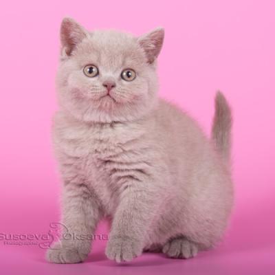 Изображение британских короткошерстных котят девочек, фото кошек лилового окраса