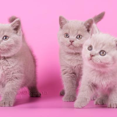 Британские лиловые котята фото, картинка лиловых котят, изображение лиловых британцев