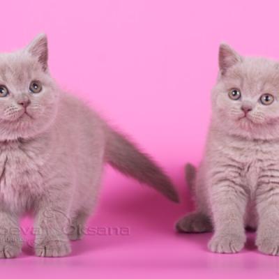 Котята британской породы кошек фото