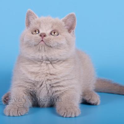 Фото лилового британского короткошерстного котёнка