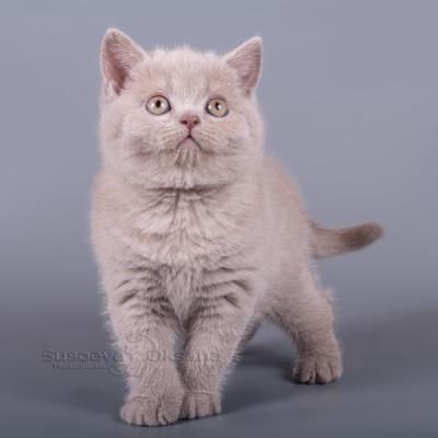 Лиловый британский котёнок фото, купить лилового британского котёнка