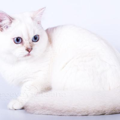 Британская кошка серебристый затушёванный пойнт , британская короткошёрстная окраса серебристый колор-пойнт
