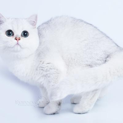 Британская короткошерстная кошка серебристого окраса фото