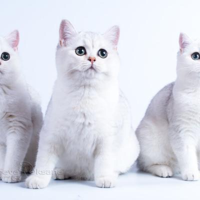 Британские короткошерстные кошки окраса серебристый затушёванный фото