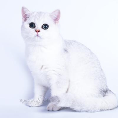 британский котёнок серебристого цвета фото
