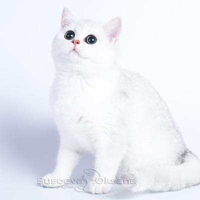 Британская кошка серебристая затушёванная фото