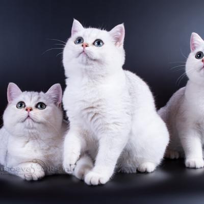 Британские кошки серебристая шиншилл фото, фото британских серебристых котят, серебристый затушёванынй британец фото